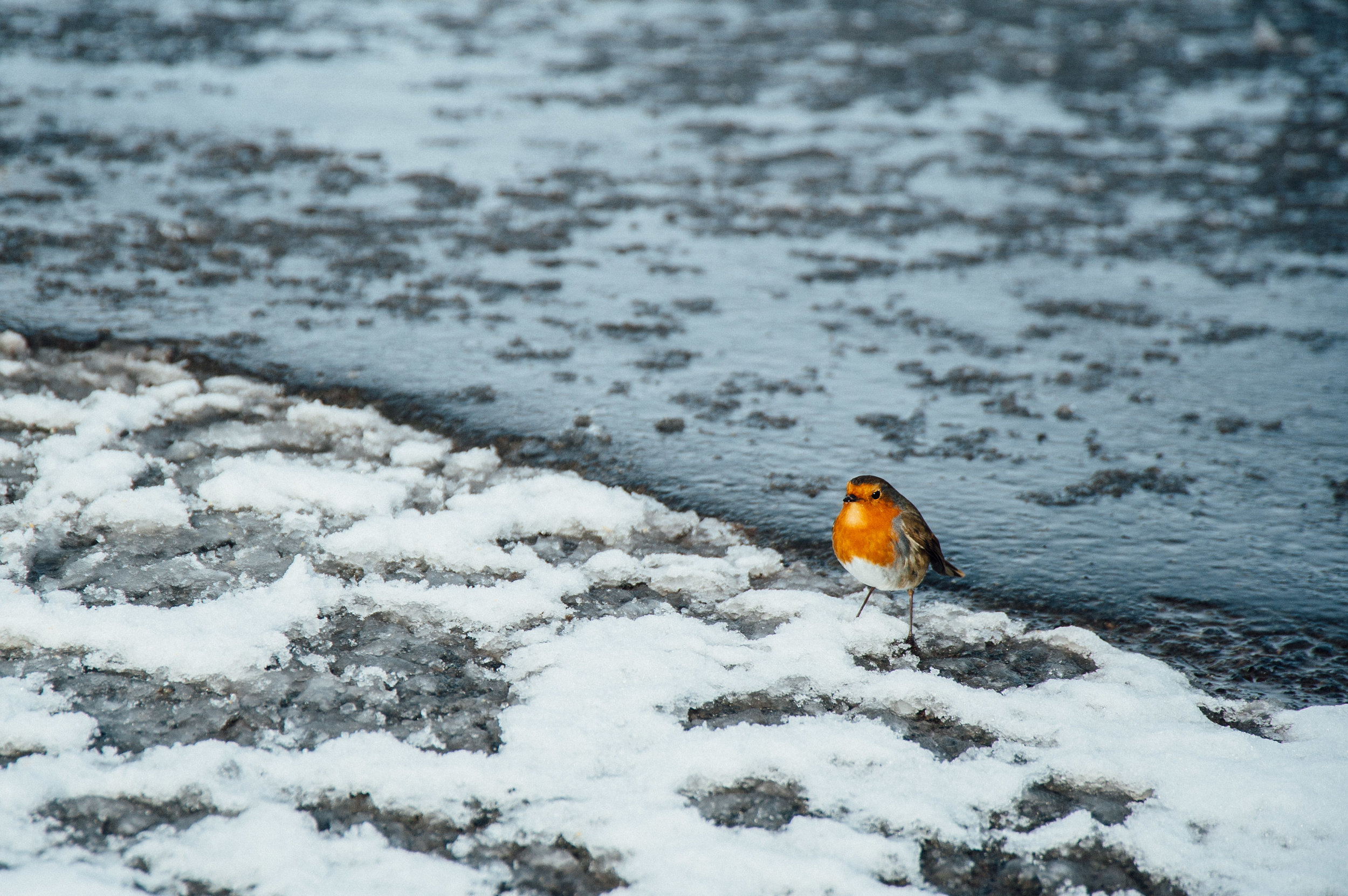 robin 3-7101.jpg