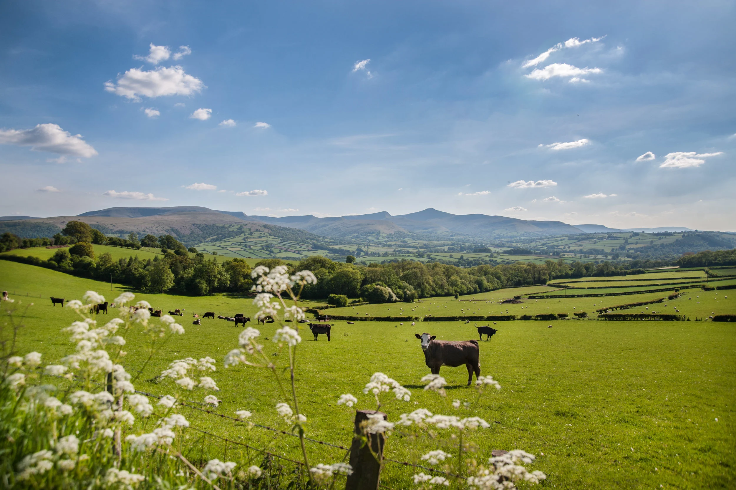 Pen y Fan Cows-.jpg