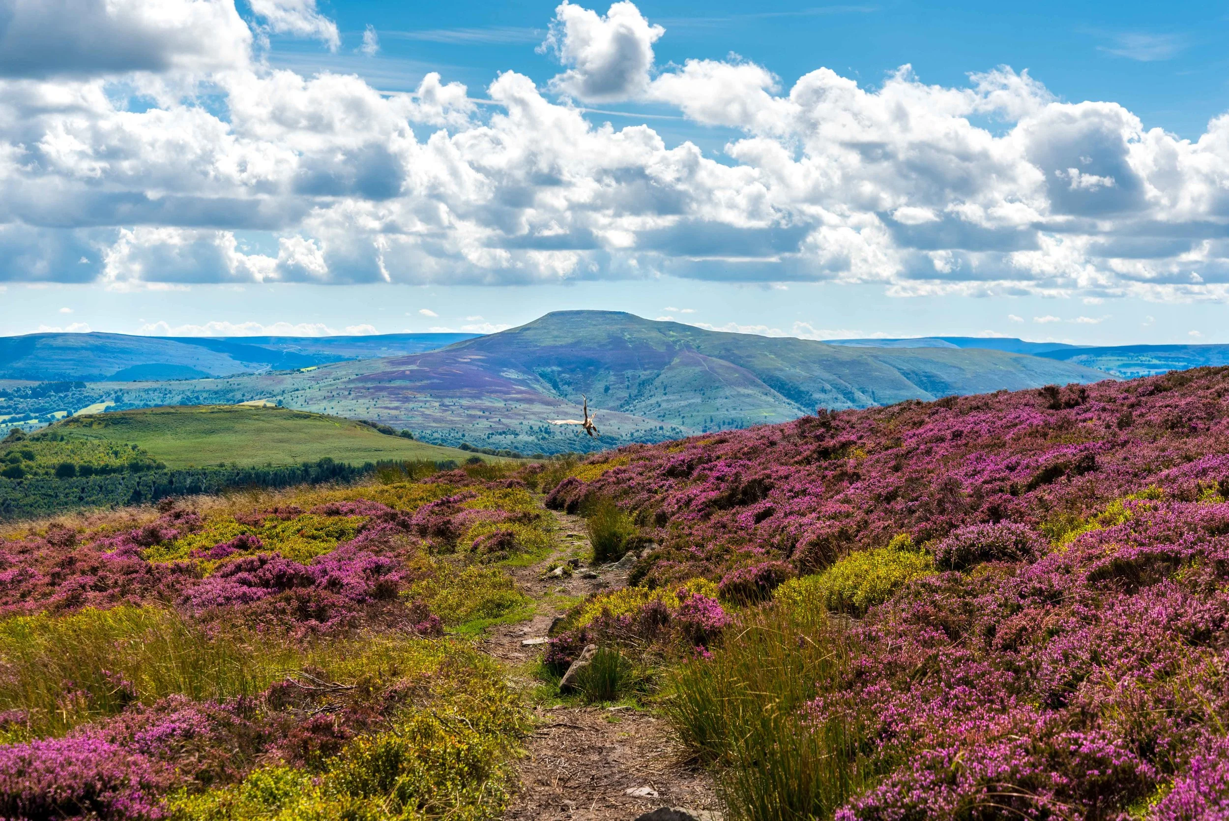 Sugar Loaf Heather 2016 web-3.jpg