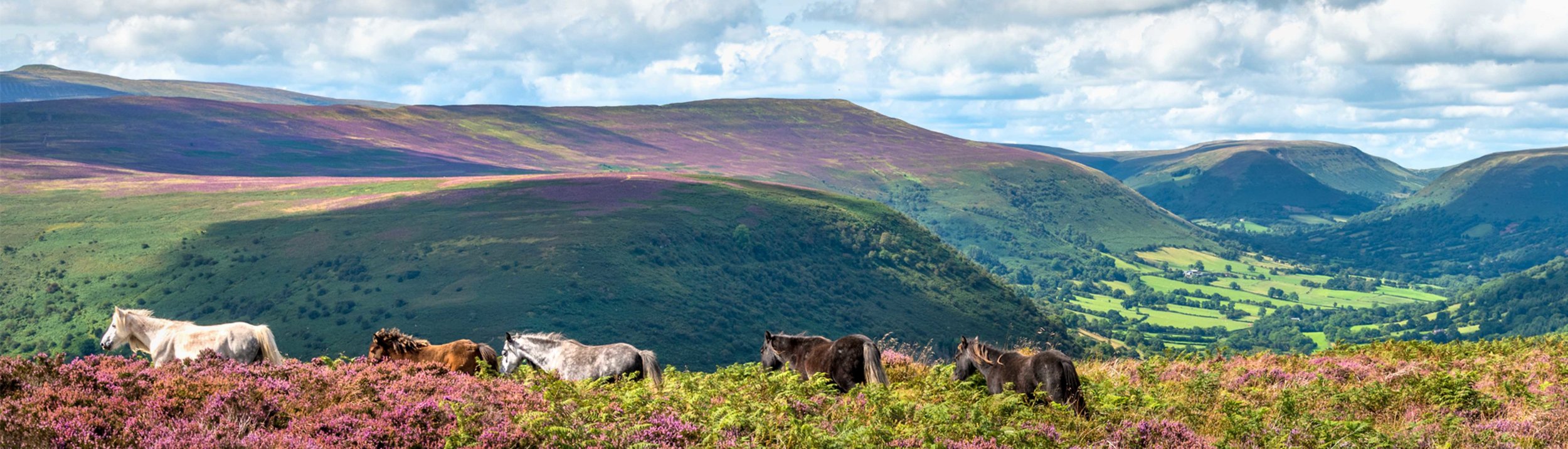 Wild Ponies Llantony-6321.jpg