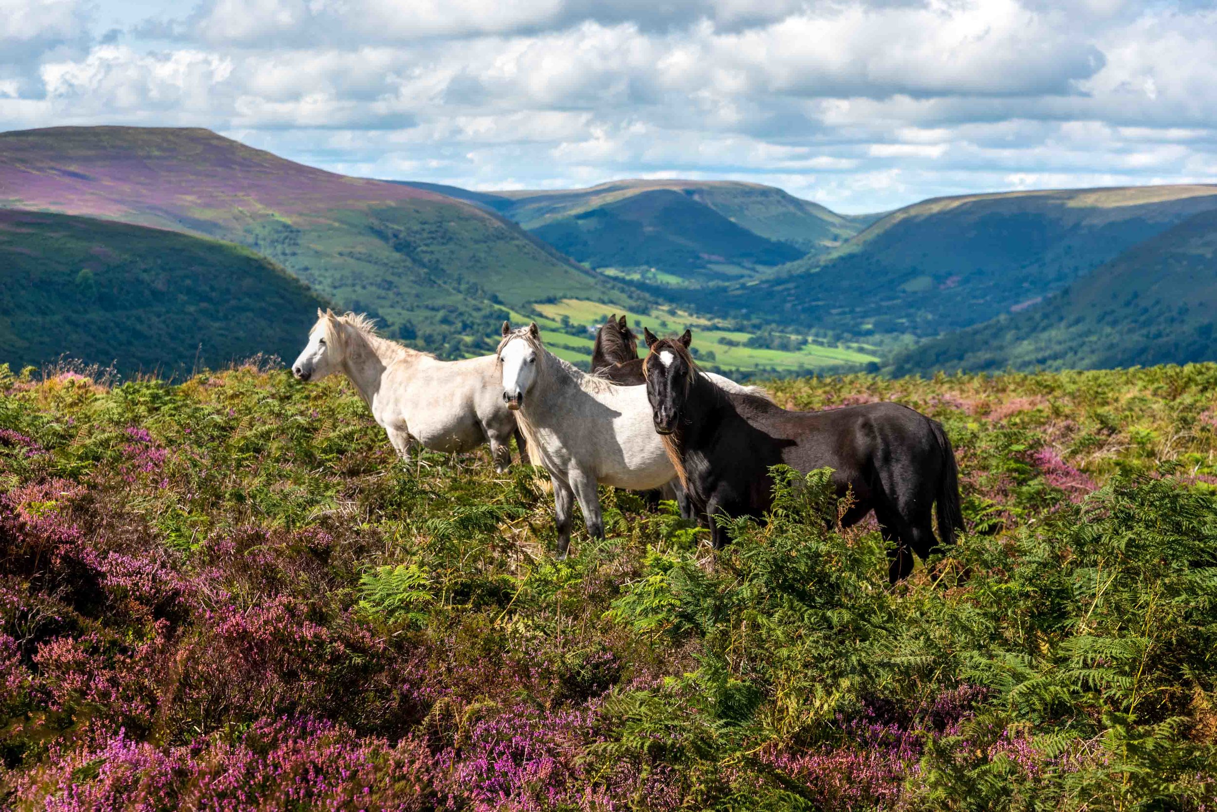 Wild Ponies Llantony-6315.jpg