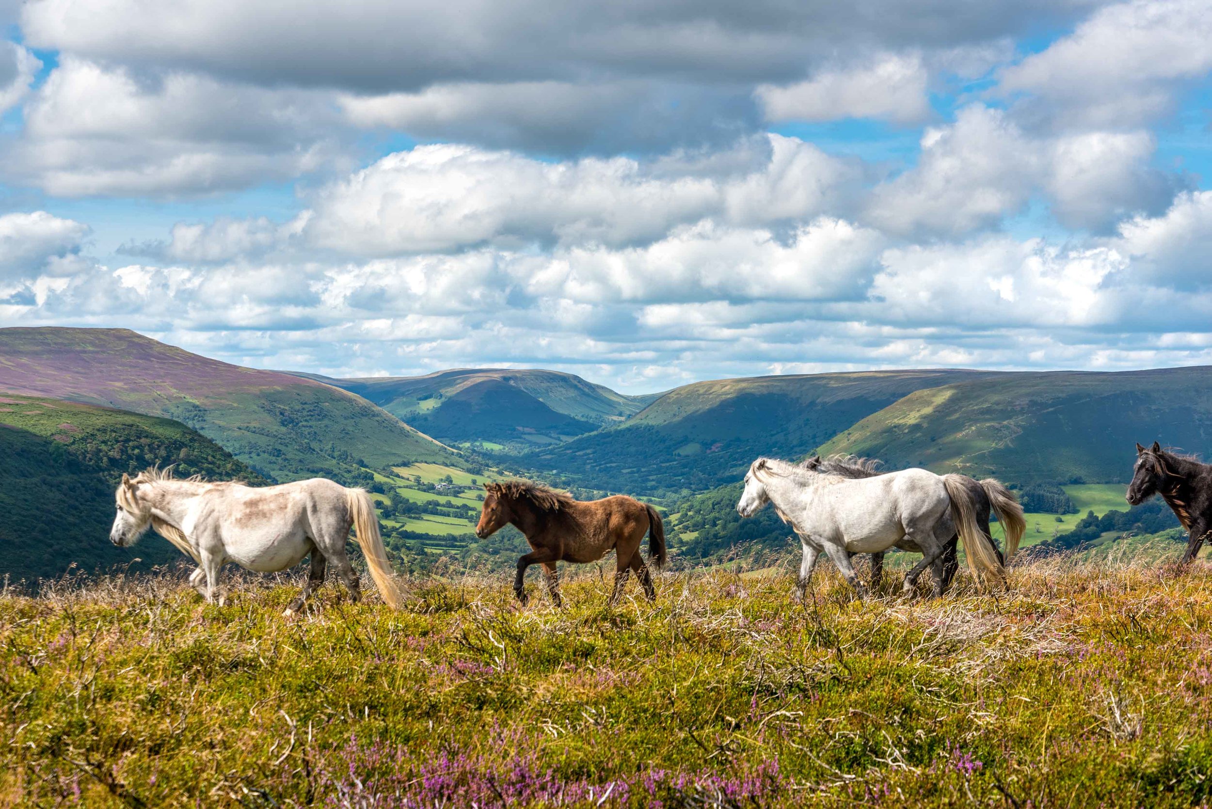 Wild Ponies Llantony-6324.jpg