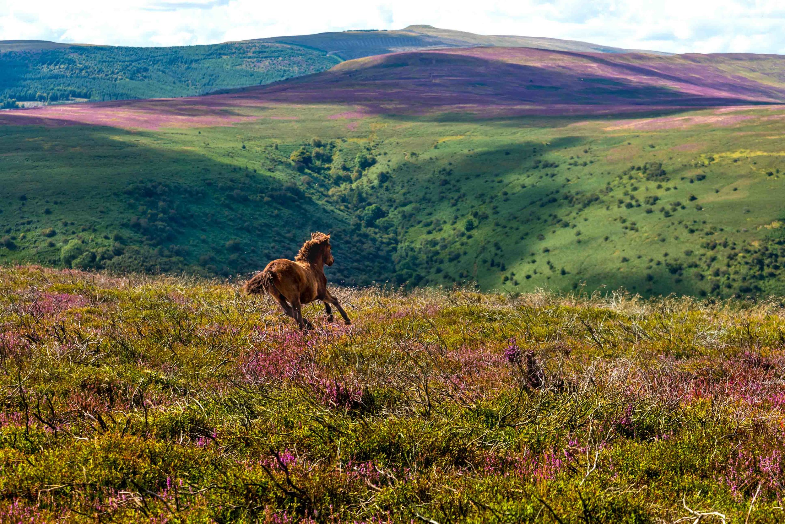 Wild Ponies Llantony-6331.jpg