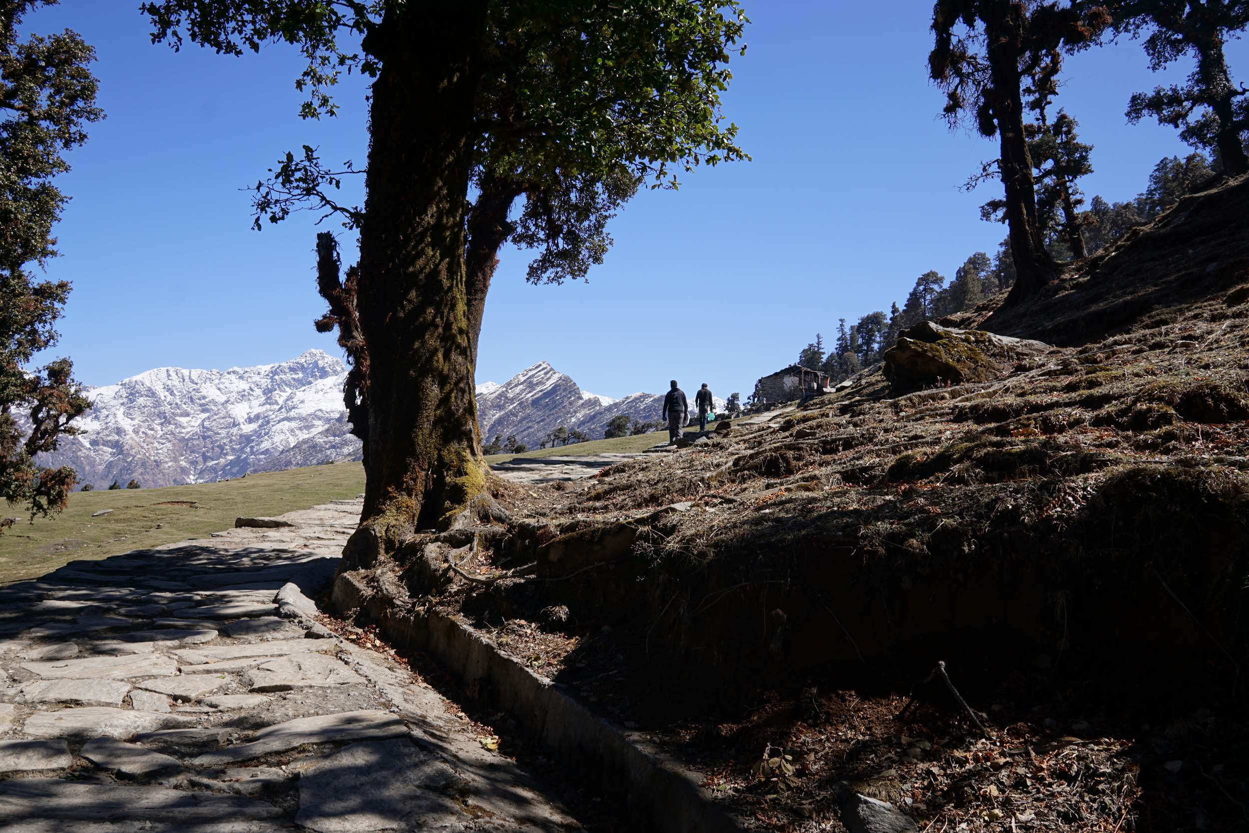 A paved path lined with perfect green trees illuminated by the peaks in the horizon.