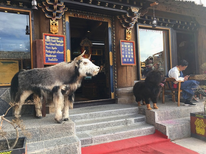 Weird-Animals-China-Off-The-Beaten-Path.jpg