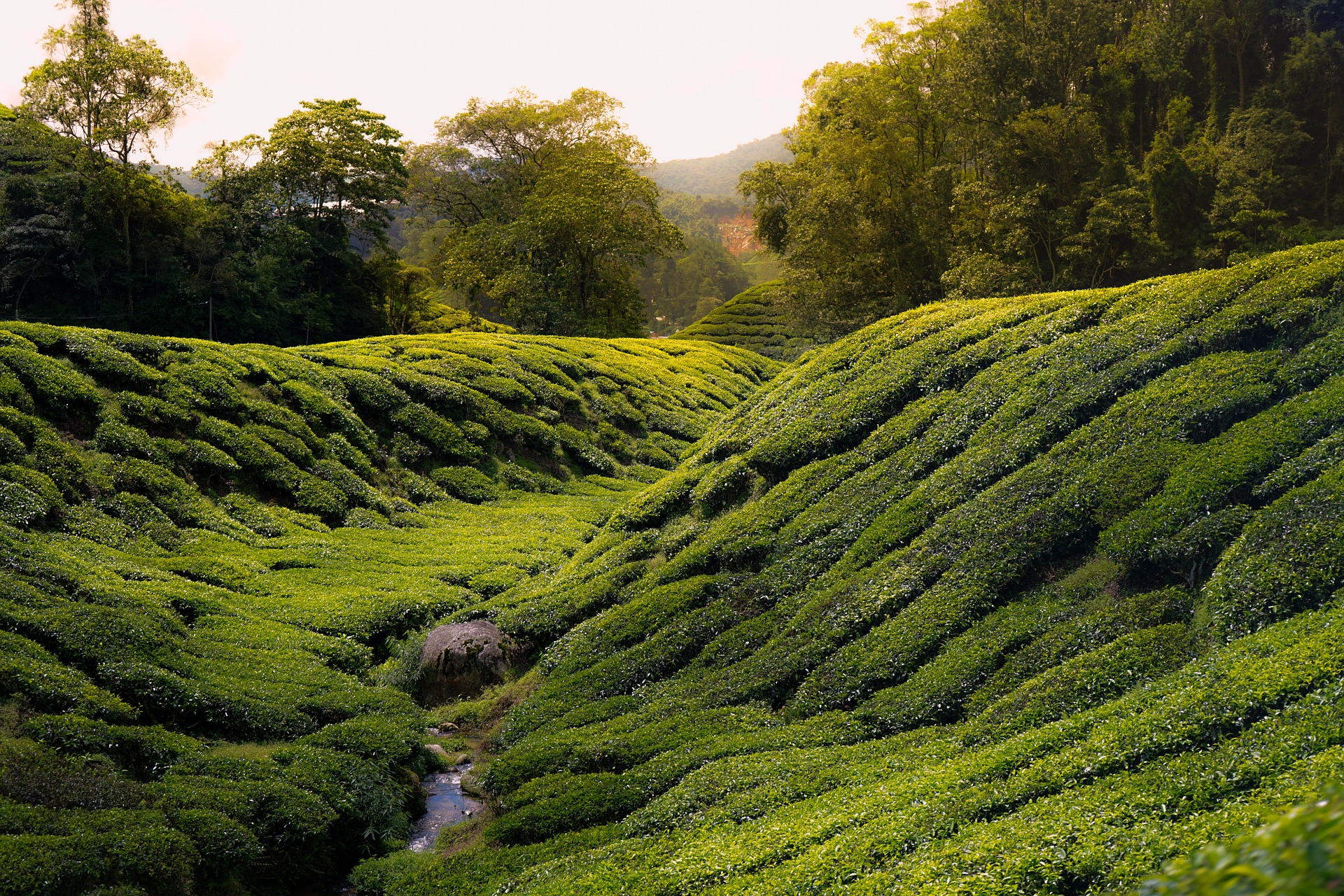 Cameron-Highlands-Malaysia-Itinerary.jpg