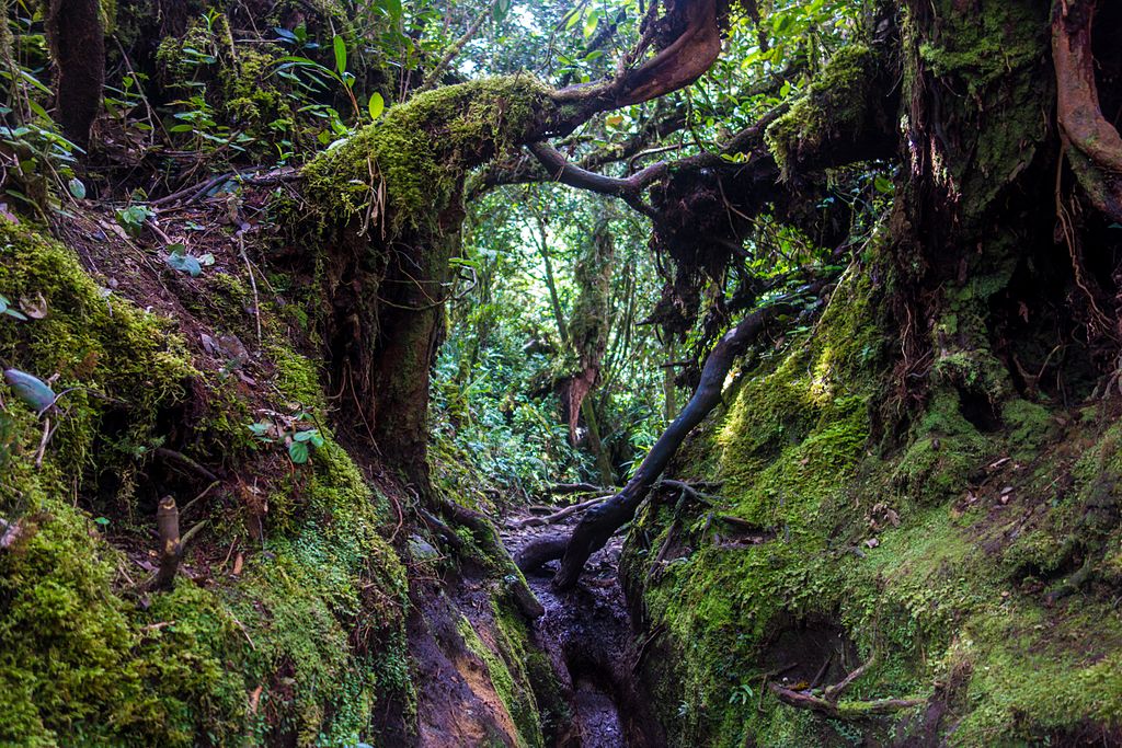 Mossy-Forest-Malaysia-Itinerary.jpg