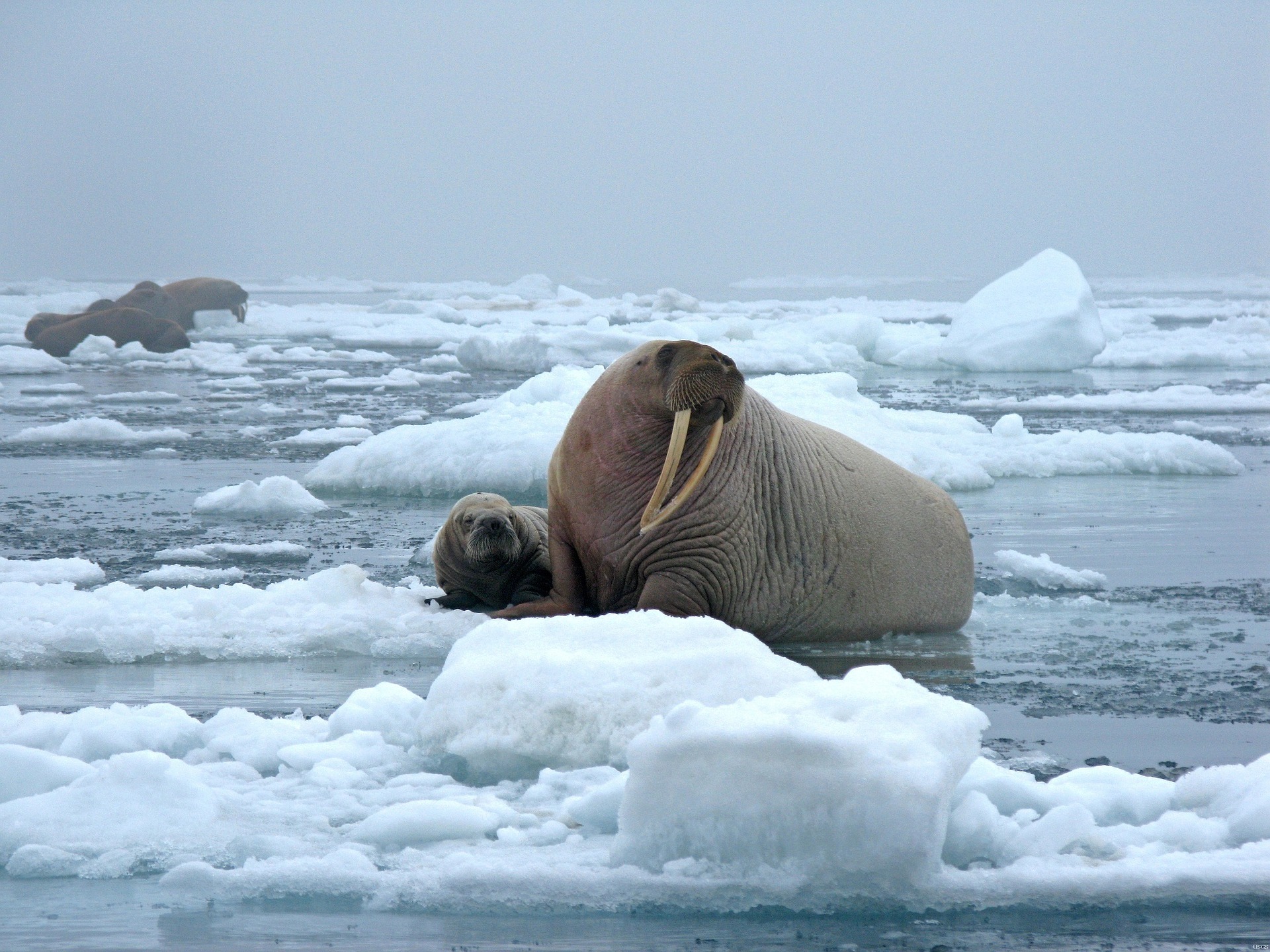The controversial walrus falling off cliffs in Russia on Netflix Our Planet is a brutal reality.