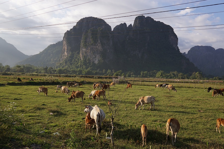 Just another day in Vang Vieng’s backlanes.