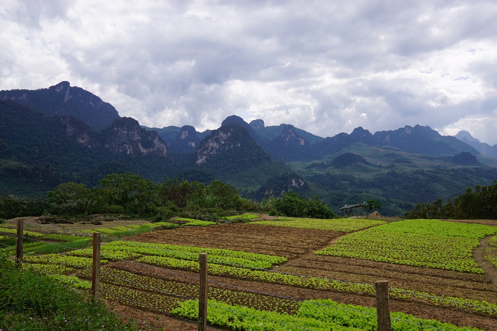 Beautiful limestone karst mountains and cabbage fields in Laos countryside.