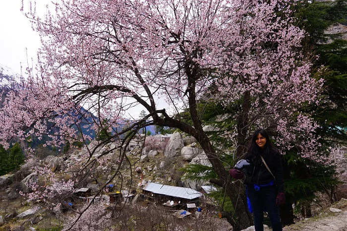Vast empty spaces and cherry blossoms in one of the least inhabited village in india