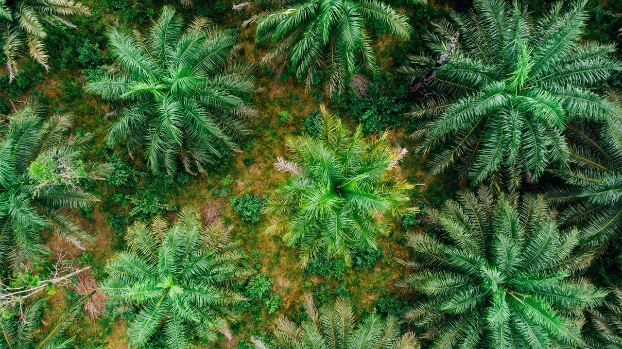 An aerial view of the manicured oil palm plantation