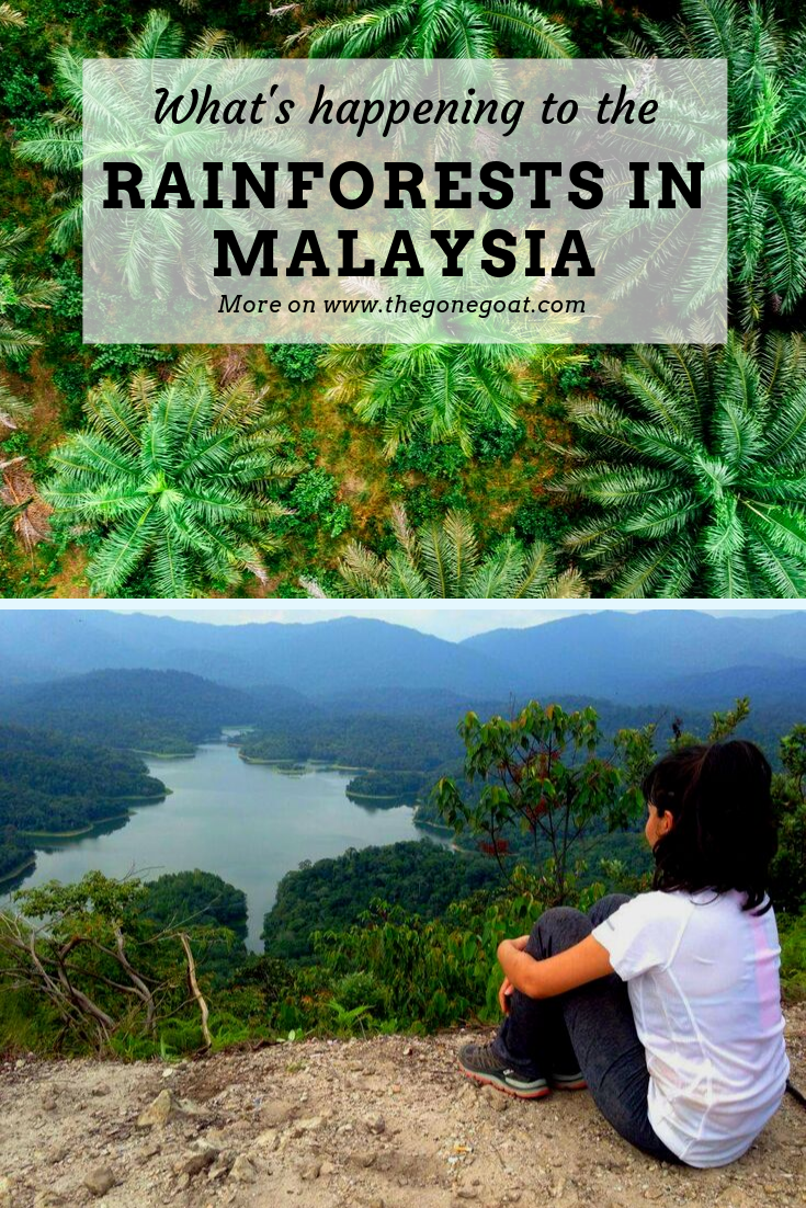 Malaysia's forests are under threat from rapid deforestation . What’s the point of staying in eco-resorts and being in nature when the rest of the country is too detached from understanding our forests and the underlying geology? Over here, I pen my thoughts on what’s happening to the rainforests in Malaysia and the disappearing nomadic tribes. #Malaysia #Travel #SustainableTravel #TravelTips #Asia #Destinations #TripIdeas #Rainforests #Deforestation