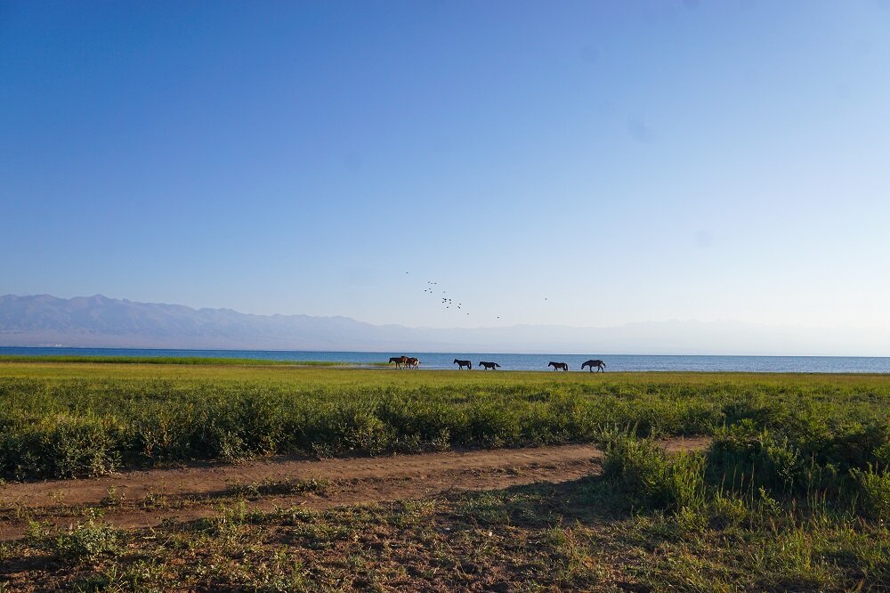 Horses grazing along the Issyk-Kul shore