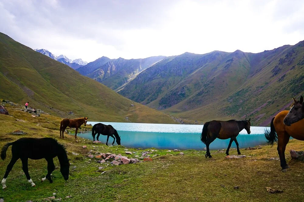 Horses passing by as we camped the night at Kol-Tor Lake.