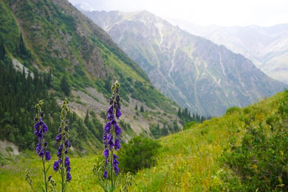 A whisper in the wildflowers as the fresh winds rustle the new grasses in Ala Archa National Park.