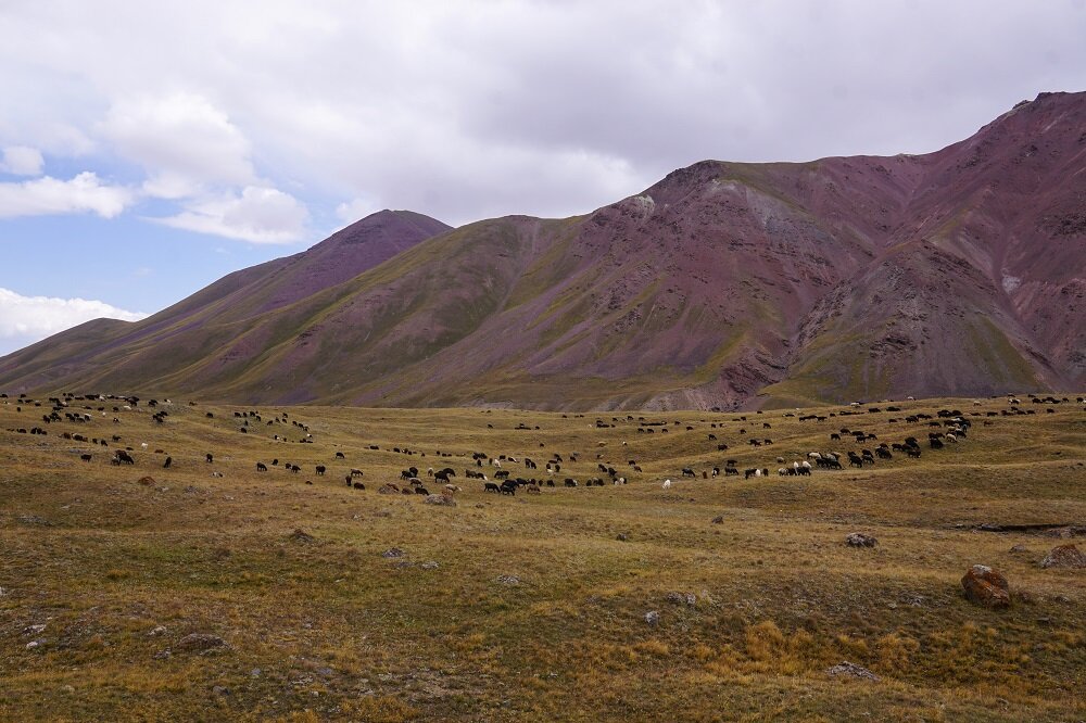 More free-roaming cattle grazing around the emply grasslands.