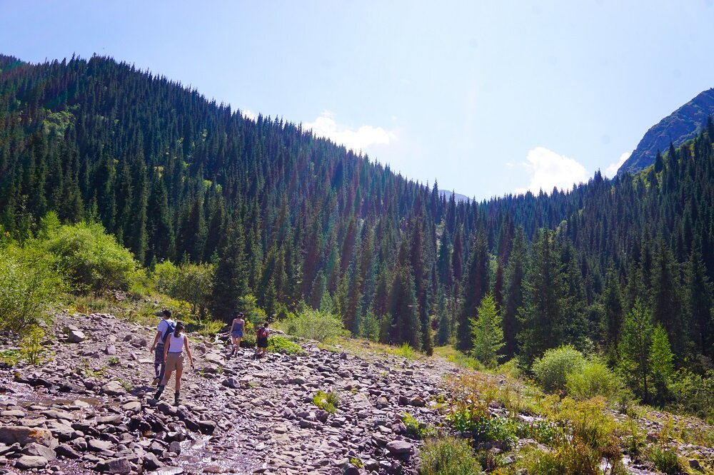 Needle-like coniferous trees seems to be the iconic feature of Kyrgyzstan’s mountainscapes.