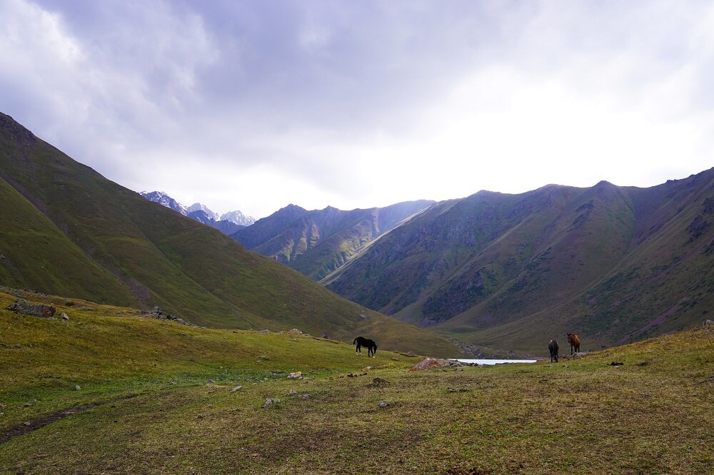 Horses seen grazing at Kol-Tor Lake.