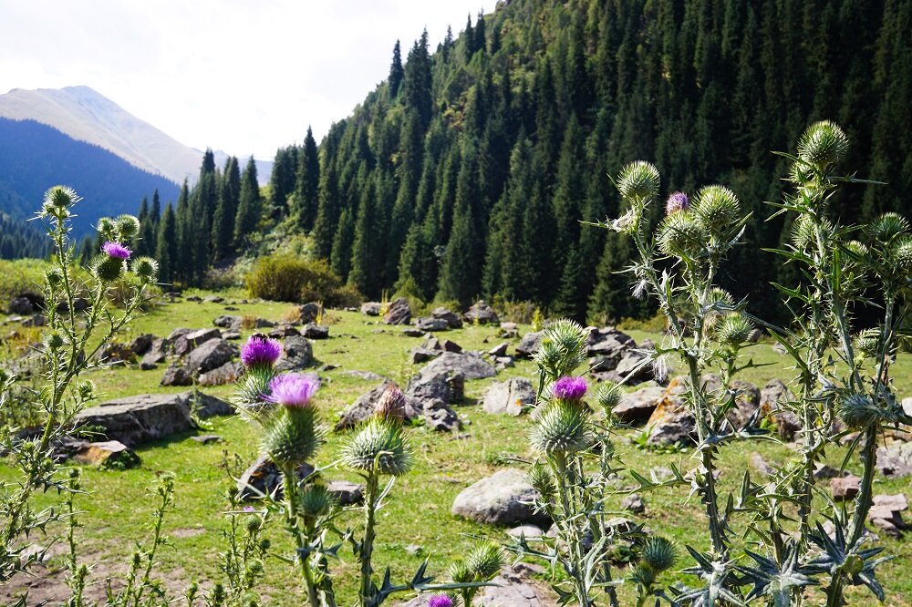 Kol-Tor-Lake-Flaura-and-Fauna.jpg