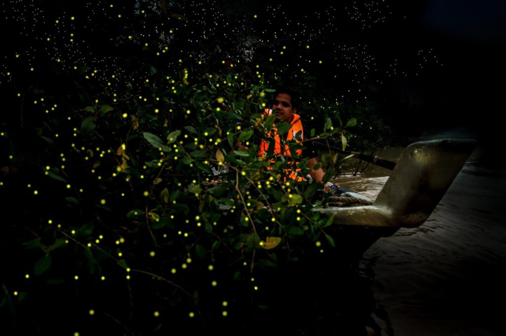 The Kampung Kuantan Fireflies Park is one of the tourist attractions in Selangor. — Picture by KUALA SELANGOR DISTRICT COUNCIL