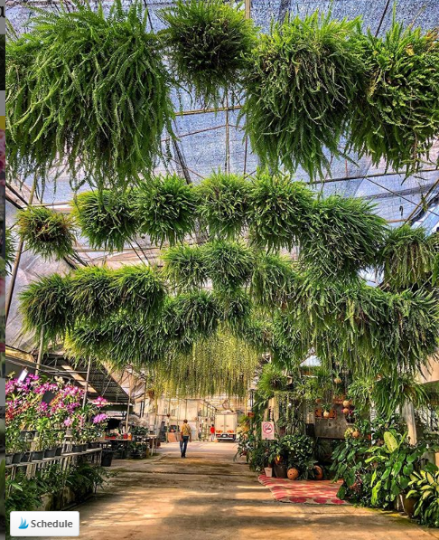 World of Phalaenopsis by @connecting_daily