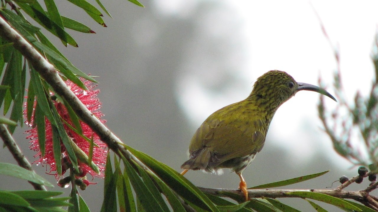 fraser-hill-bird-watching-short-getaways-in-malaysia.jpg
