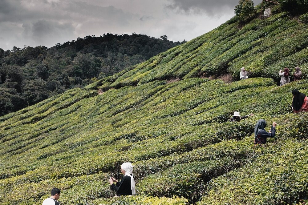 cameron-highlands-short-getaway-in-malaysia-weekend-trip.jpg