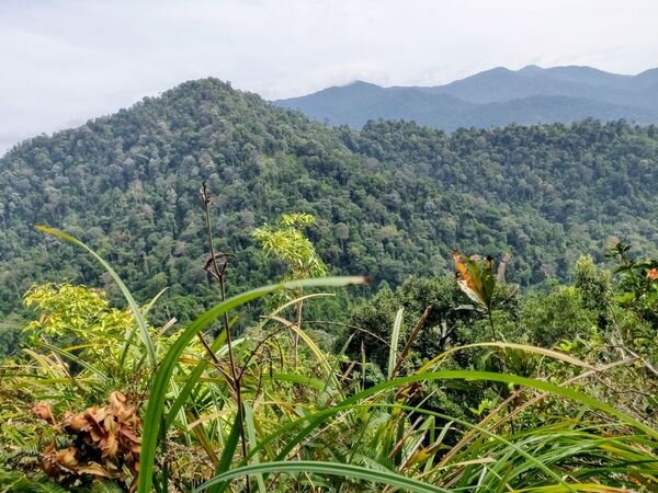 trans-bukit-chenuang-best-hiking-trails-near-in-KL.jpeg