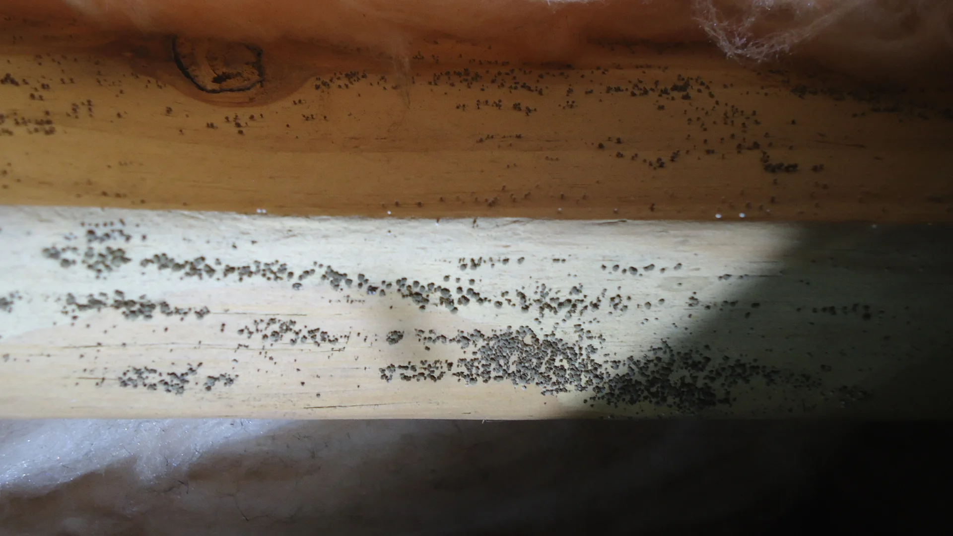Microbial Growth in Crawlspace