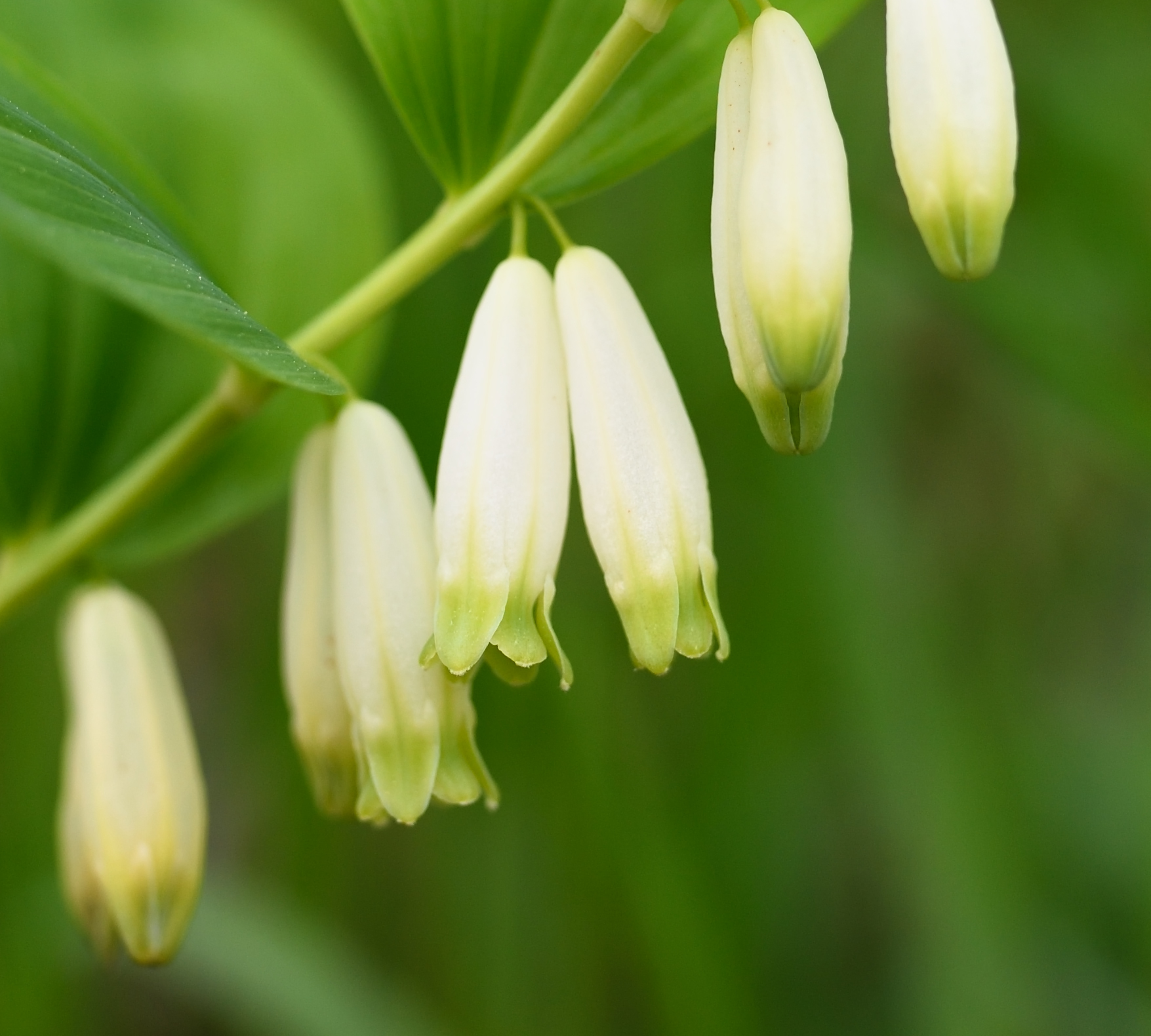 Flora