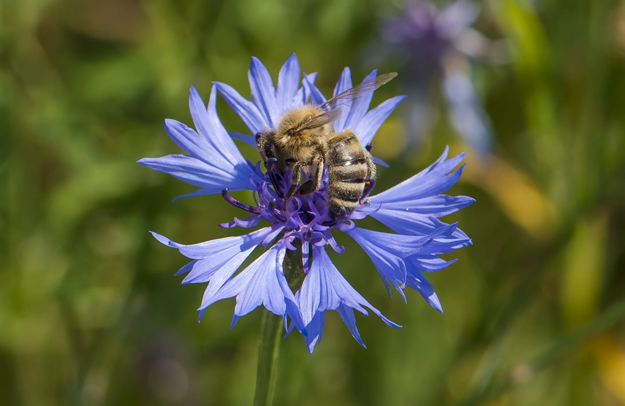 Biene auf Kornblume