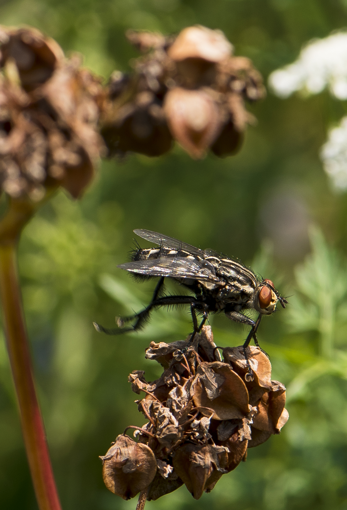 Graue Fleischfliege