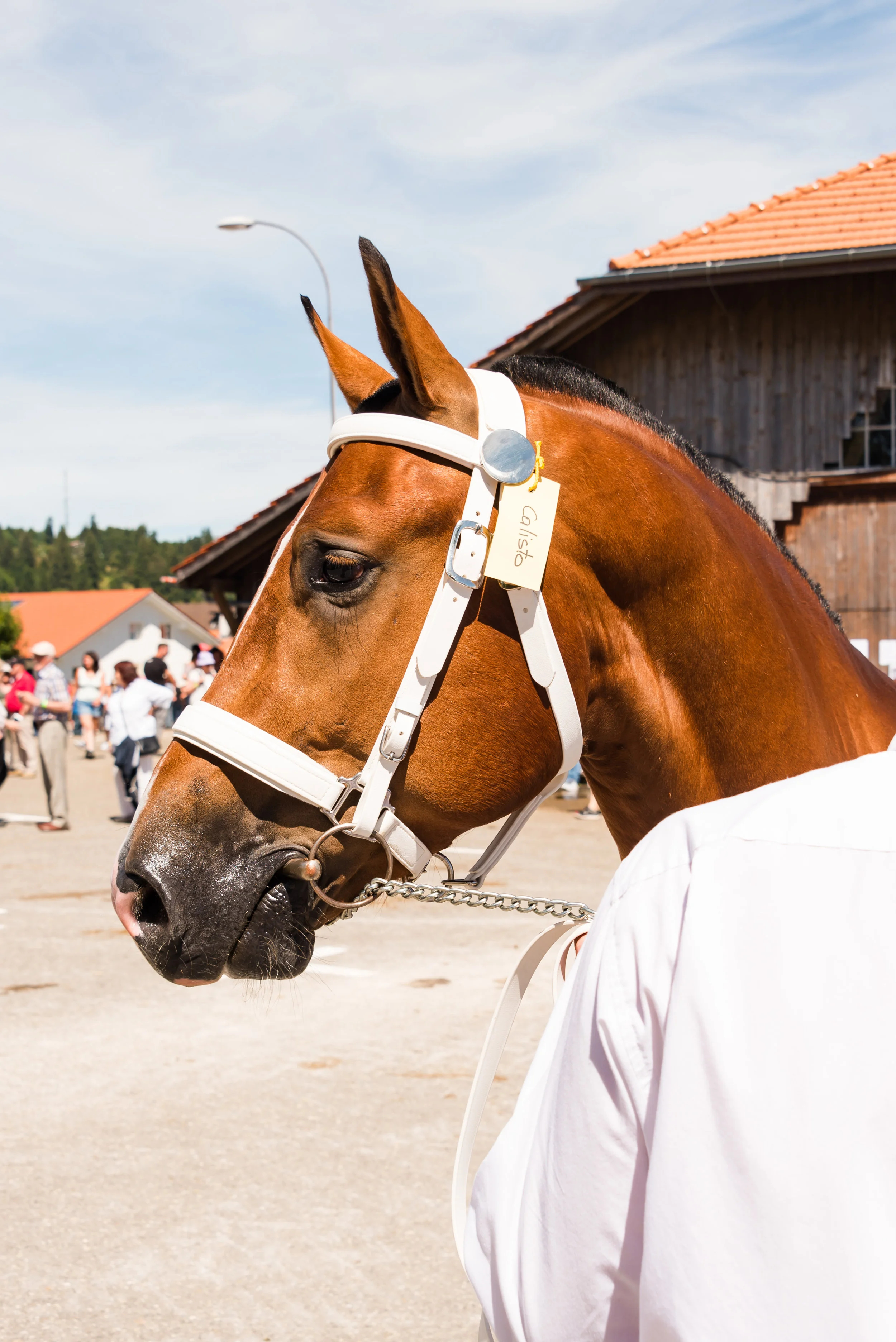 Wer ist der Schönste im ganzen Jura?