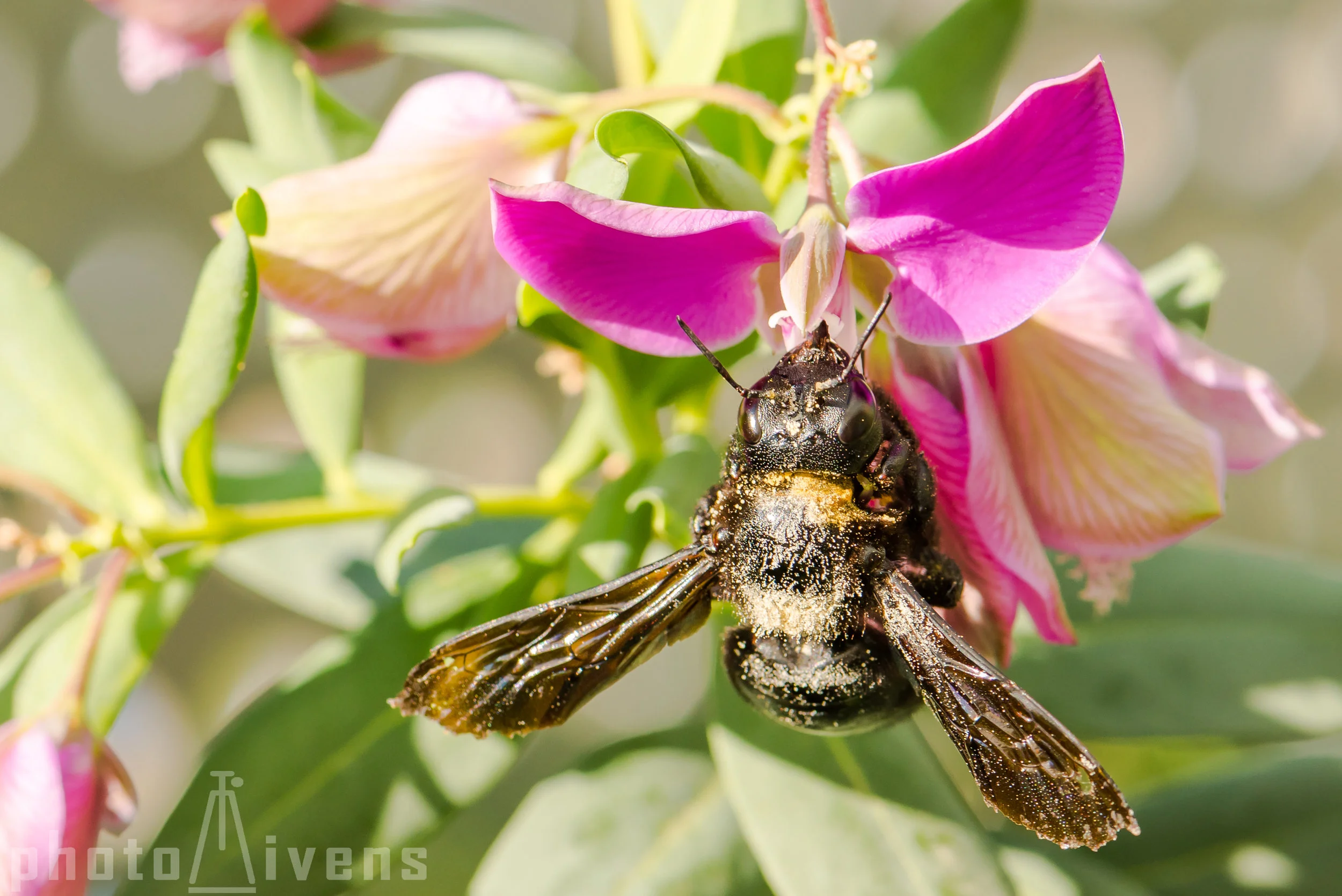 Östliche Holzbiene ( Xylocopa valga )