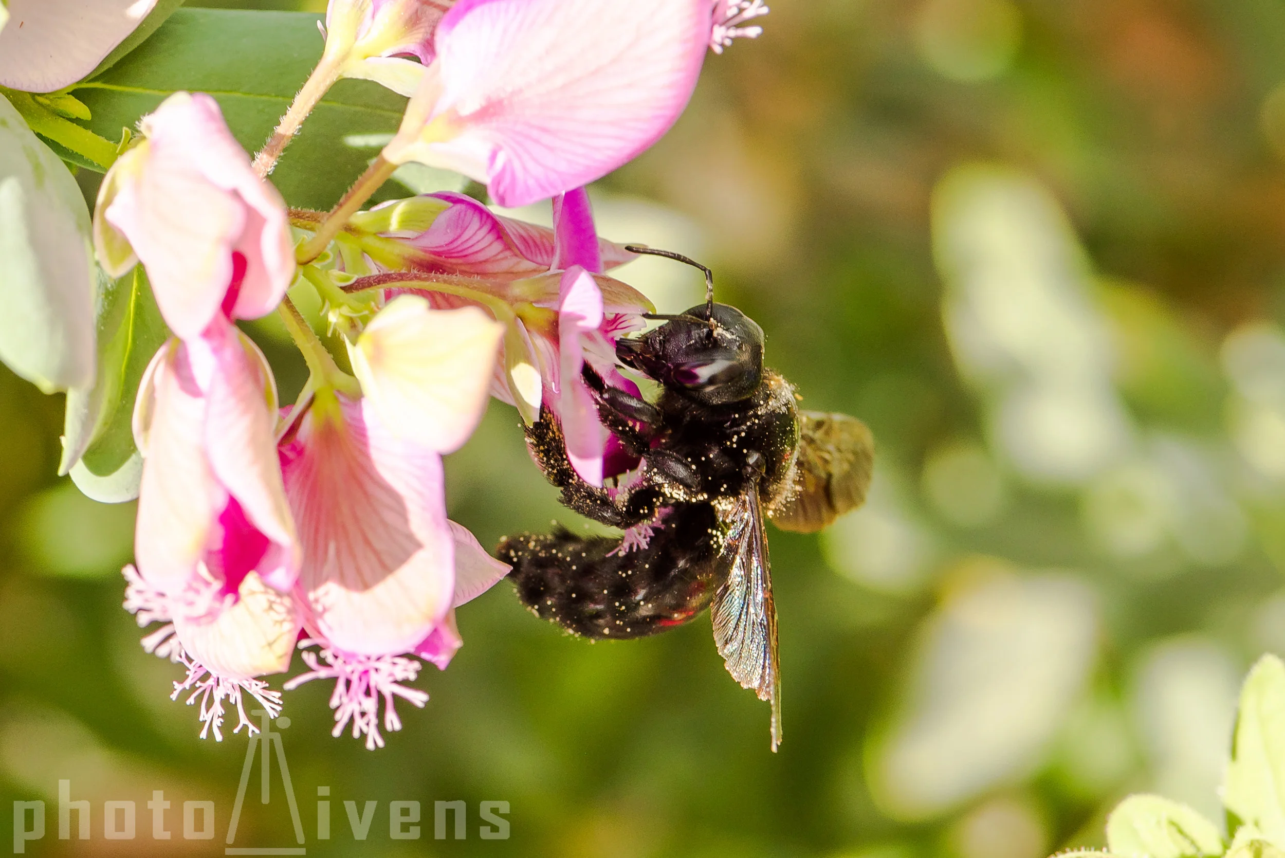 Östliche Holzbiene ( Xylocopa valga )