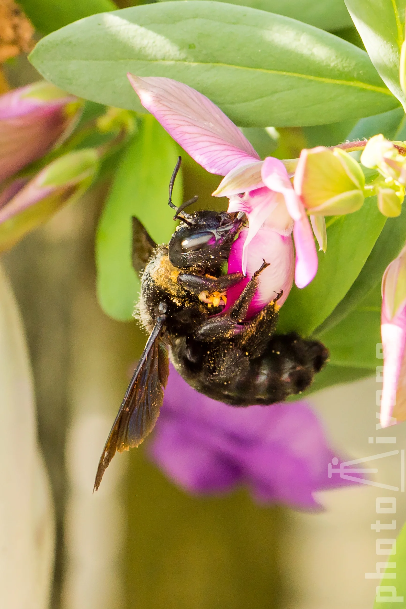Östliche Holzbiene ( Xylocopa valga )