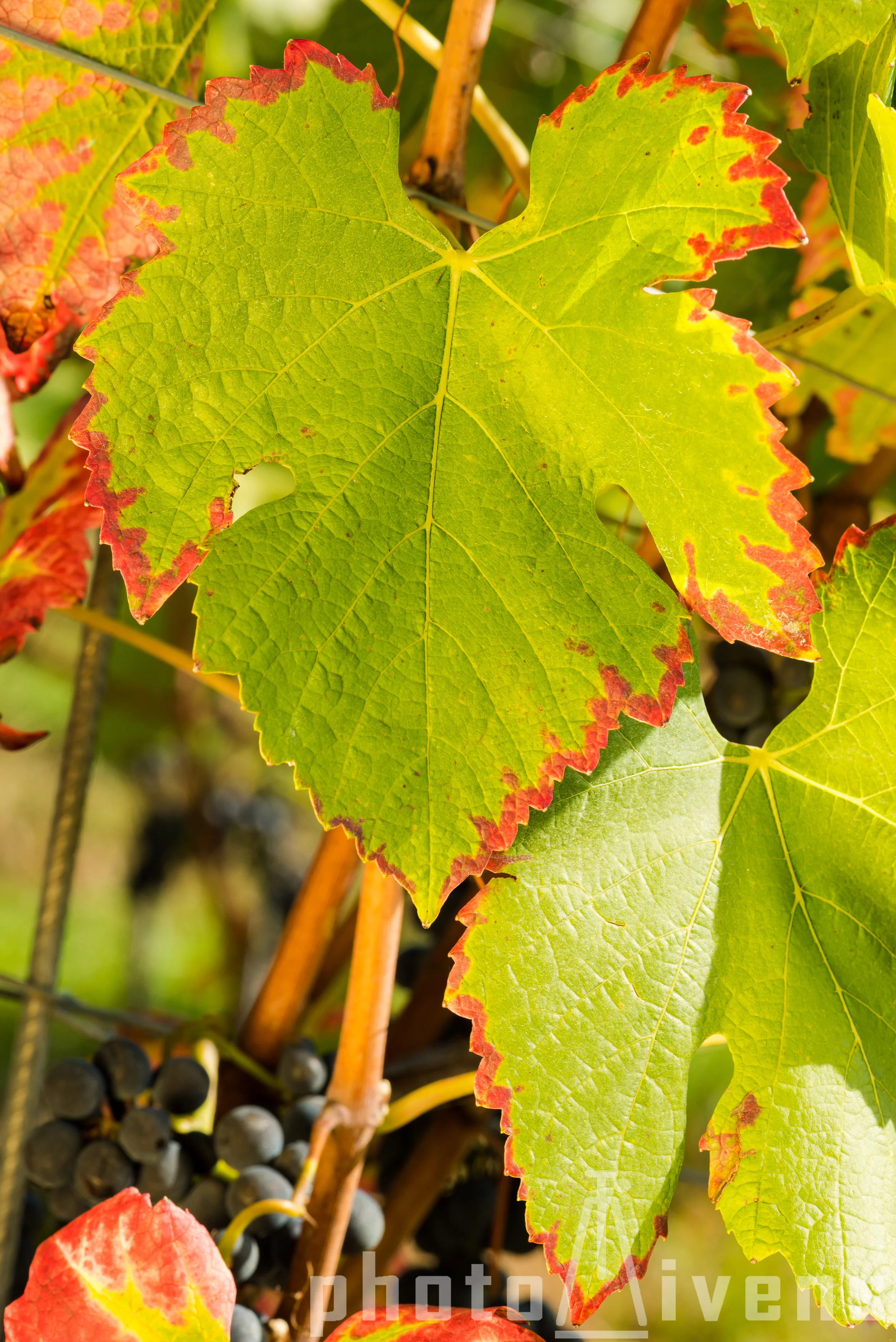 Weinlaub