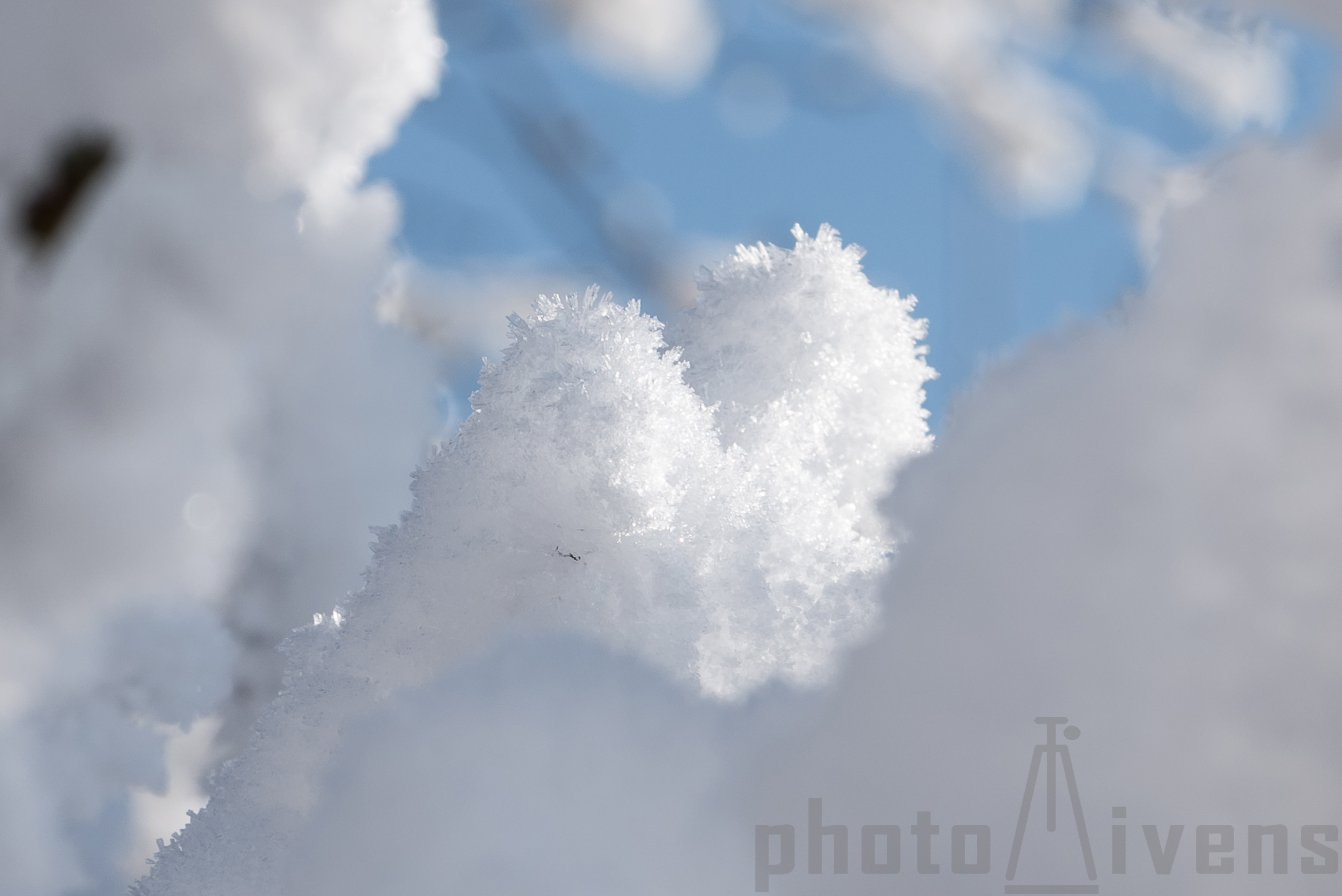 Schneezwerge im Geäst