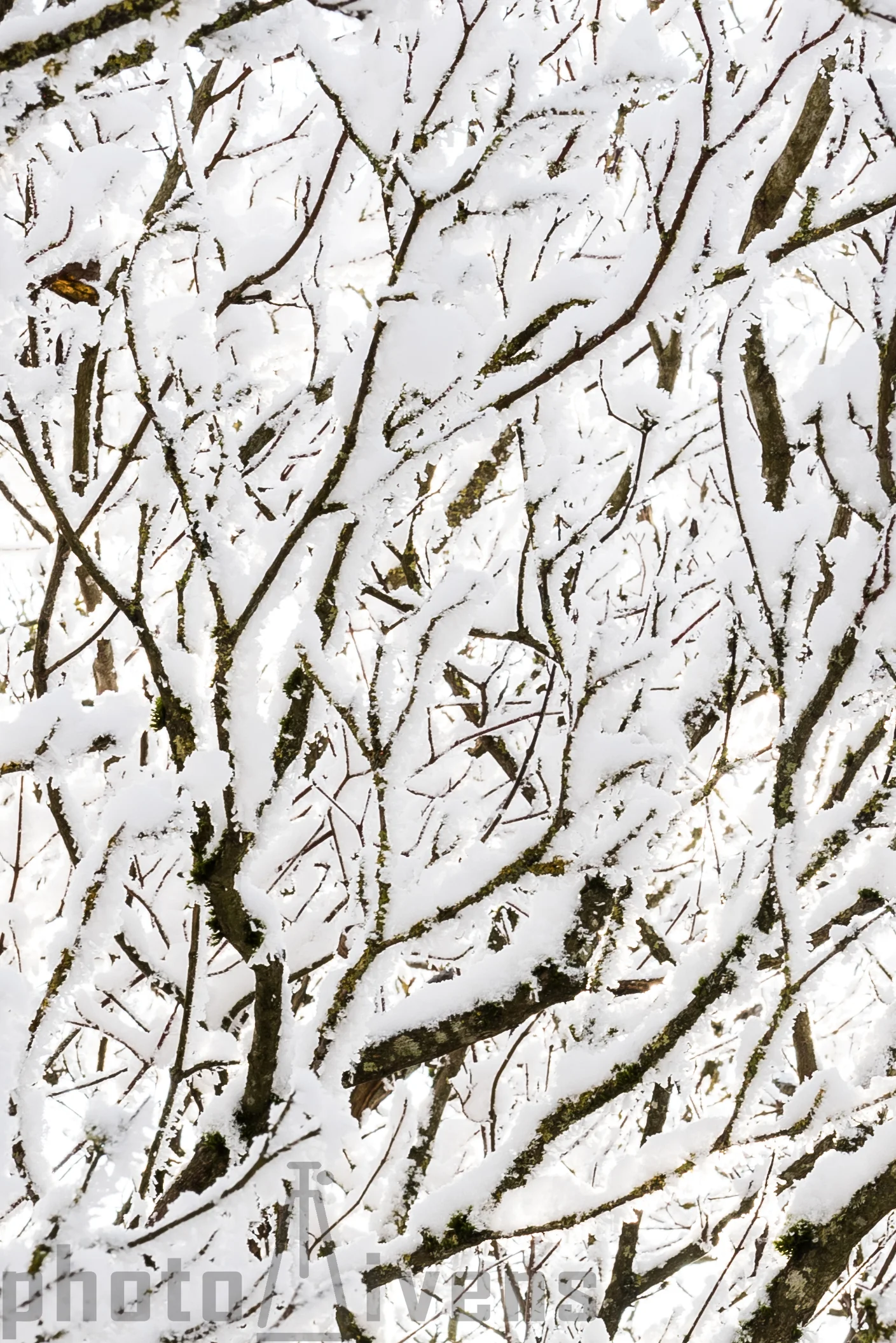 Aststruktur mit Schnee