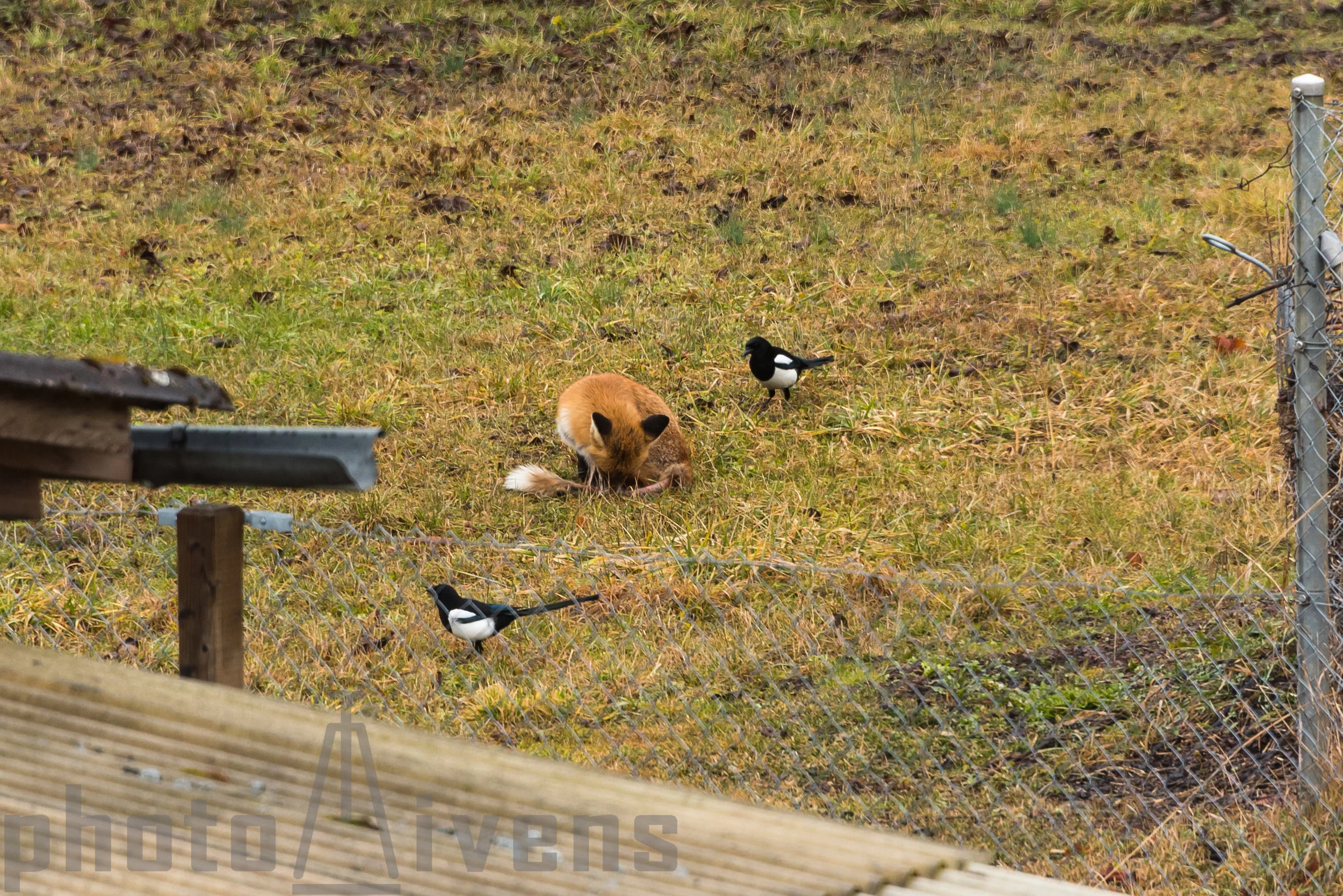 Fuchs mit Elstern