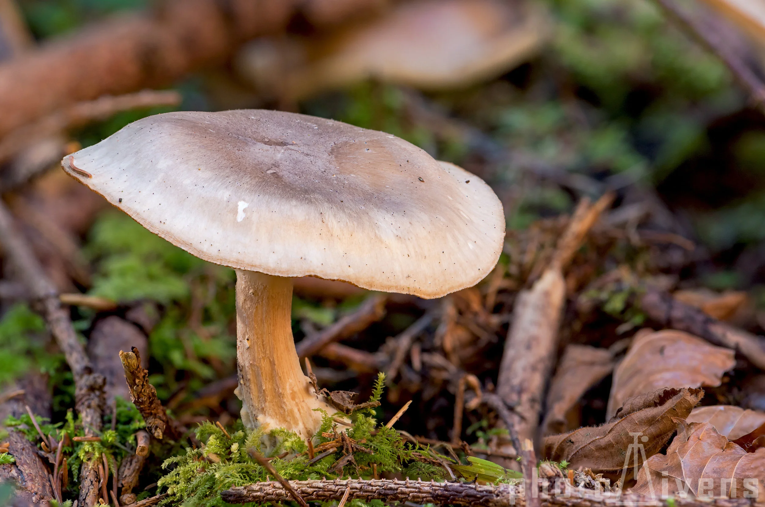 NebelgrauerTrichterling_8339.jpg