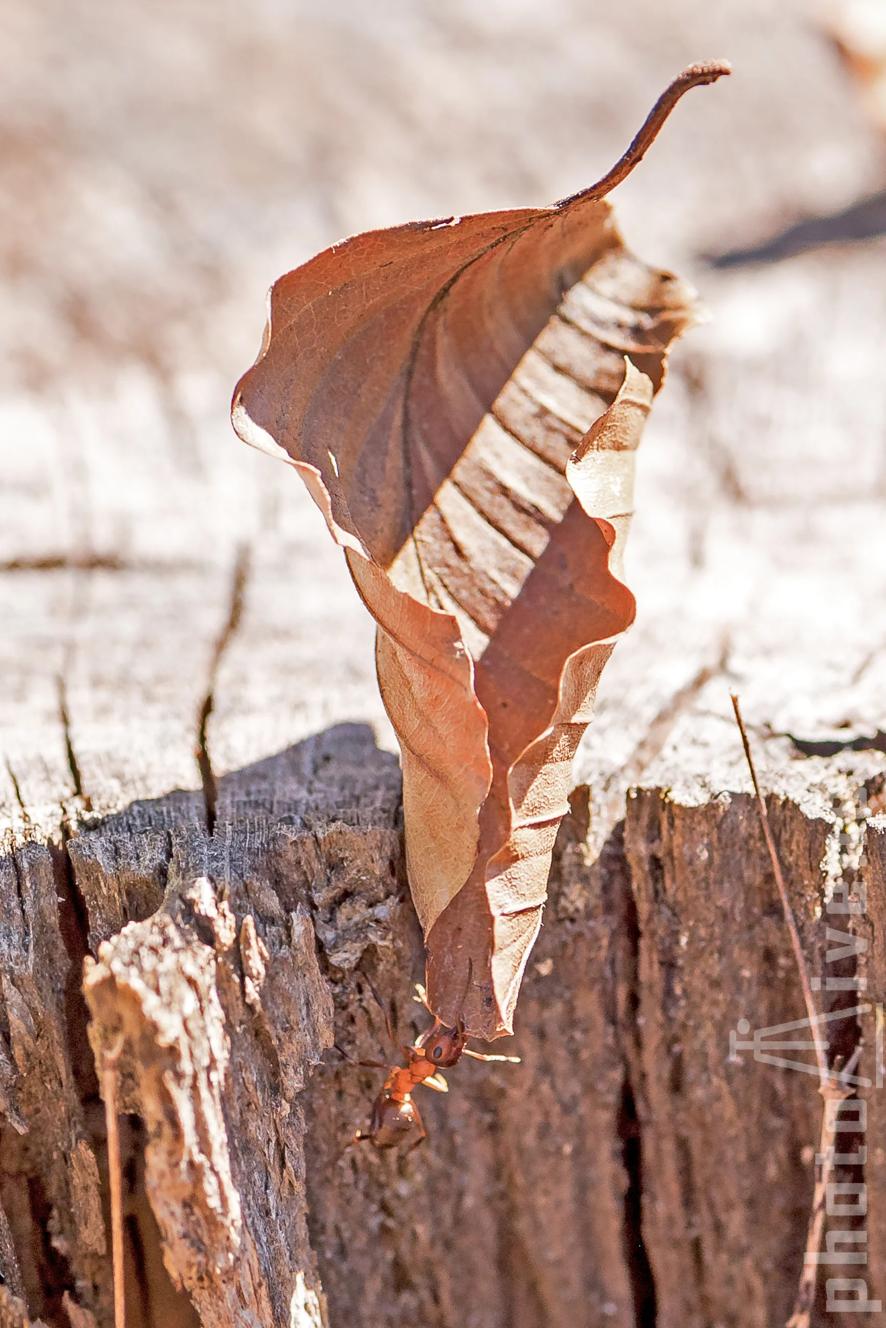 Ameise+Blatt-4765.jpg