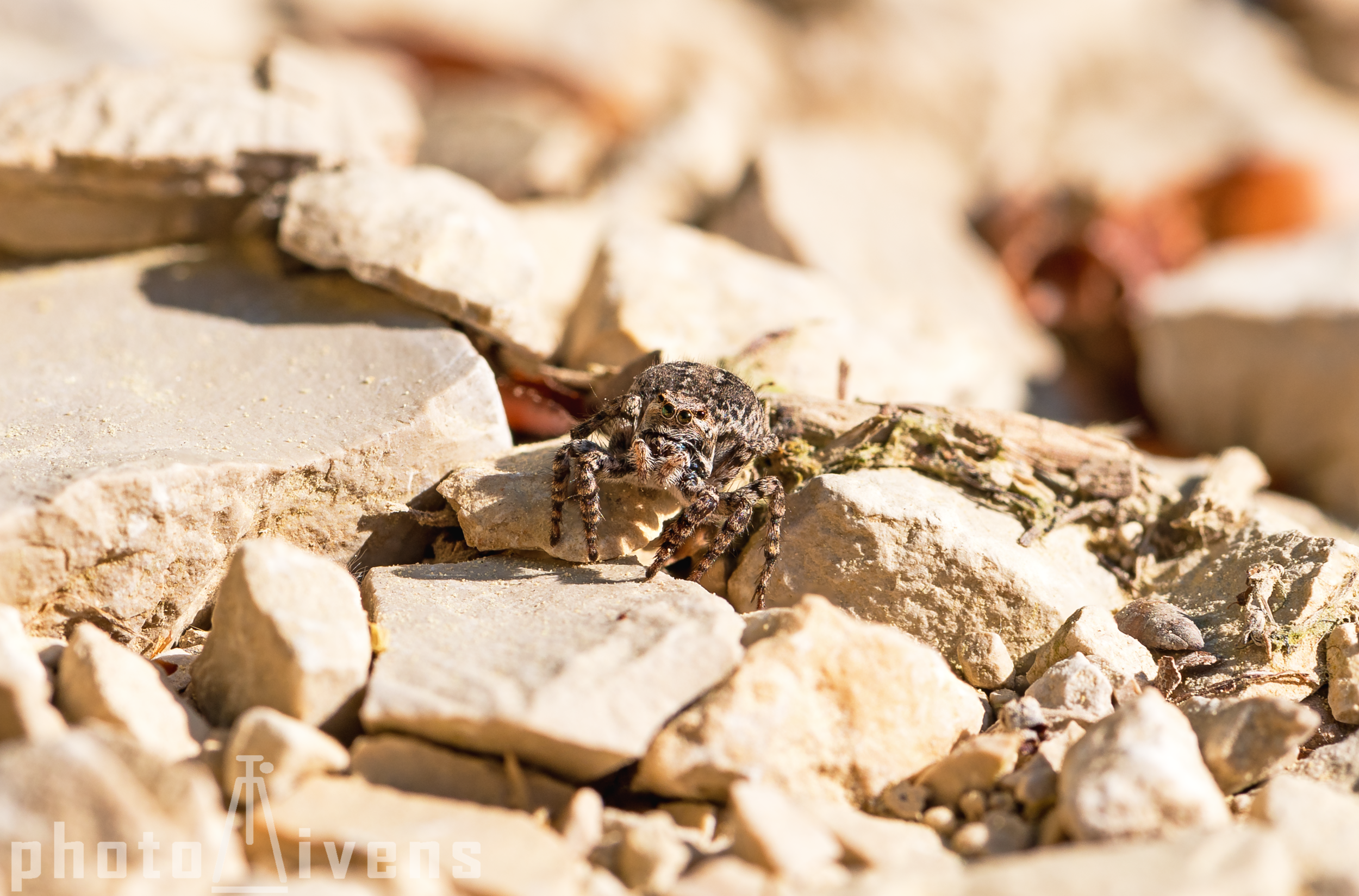 Springspinne_DSC1447.jpg