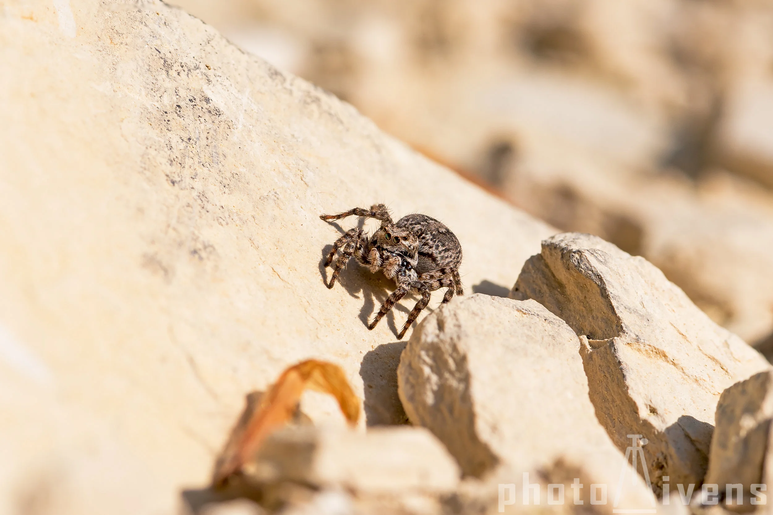Springspinne_DSC1485.jpg