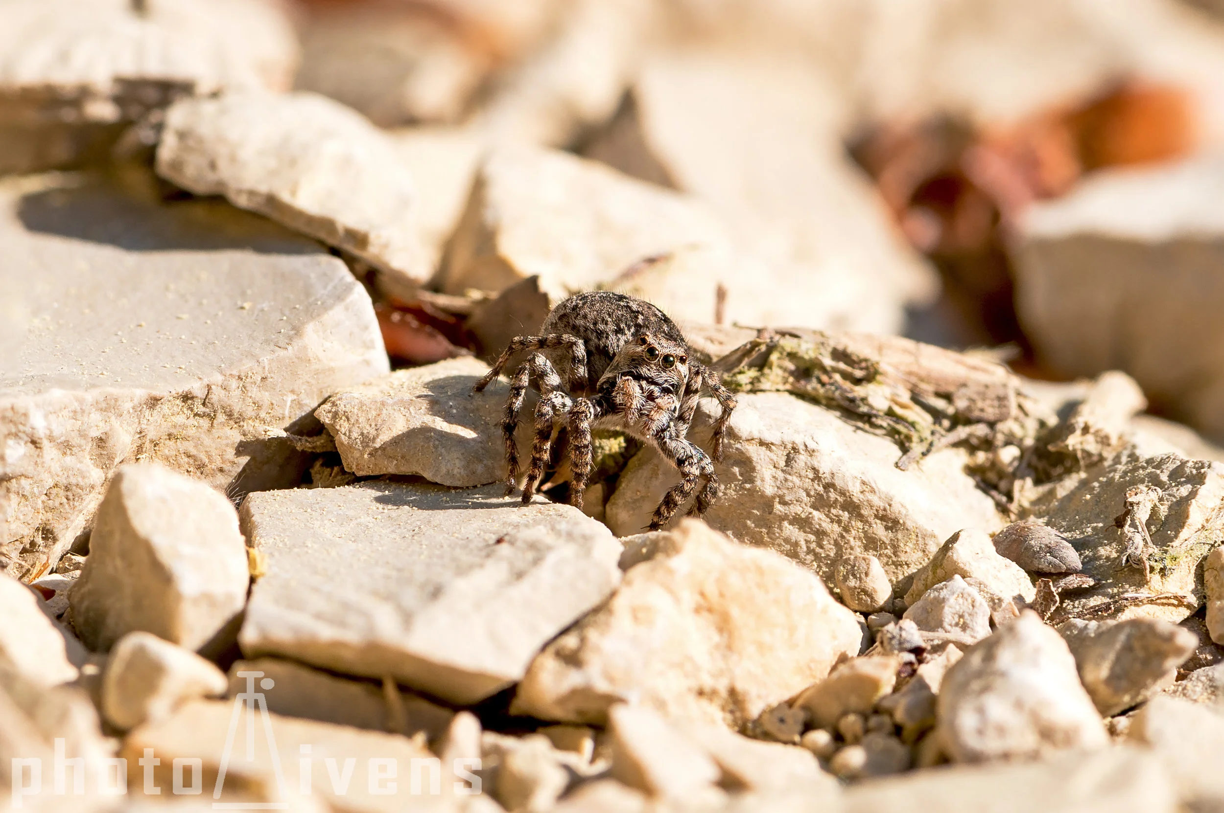 Springspinne_DSC1459.jpg
