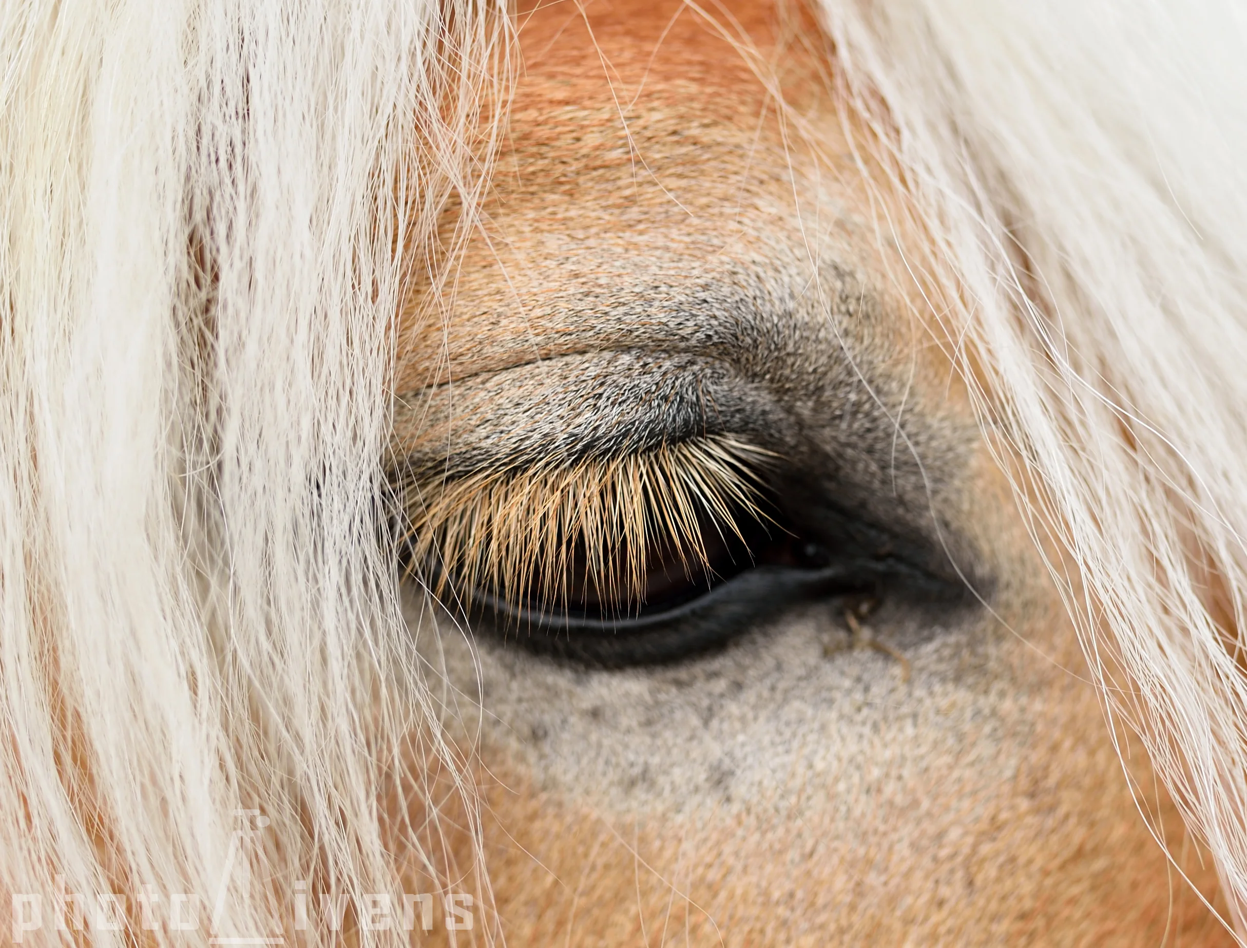 Auge_6398.jpg