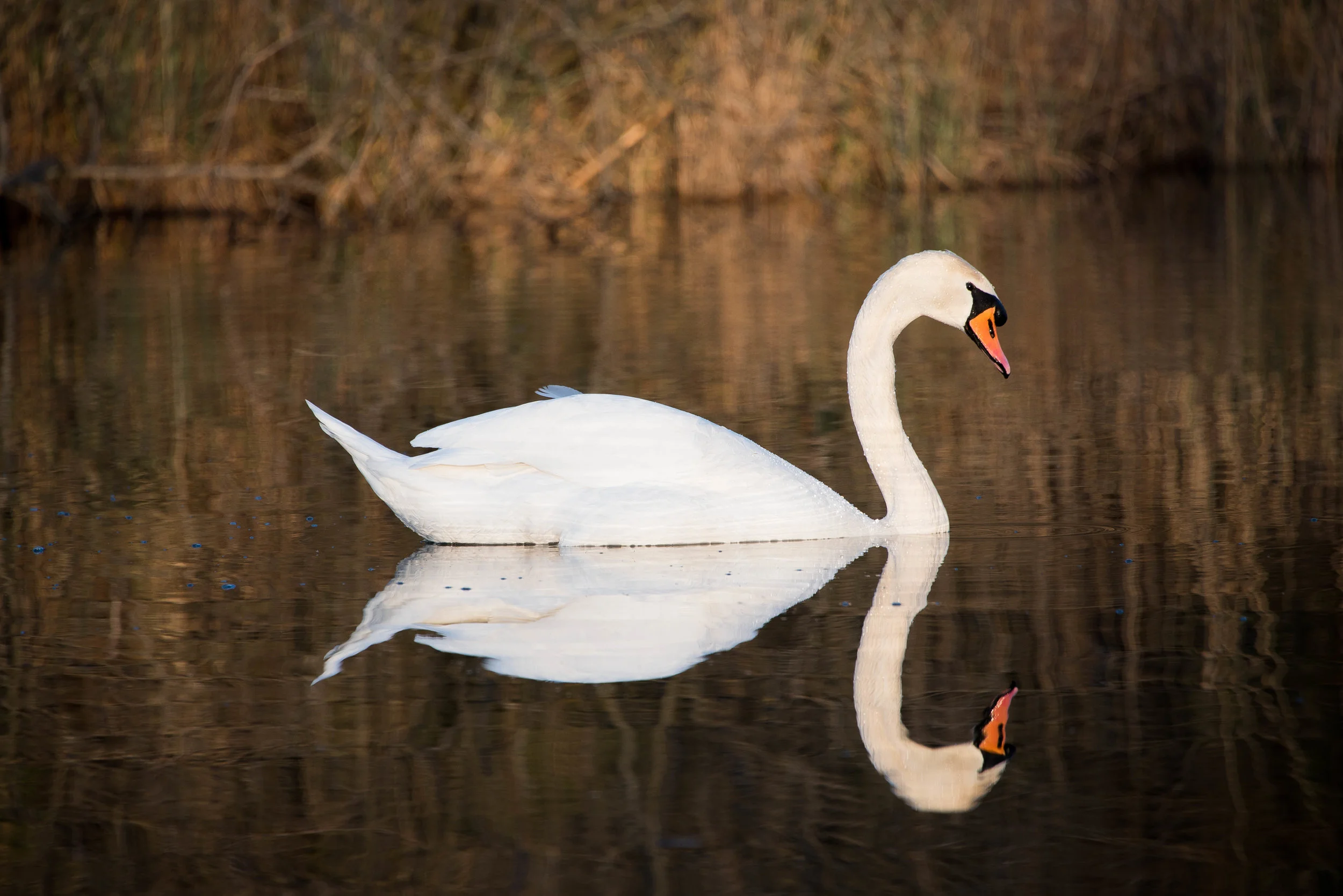Schwan-3552.jpg