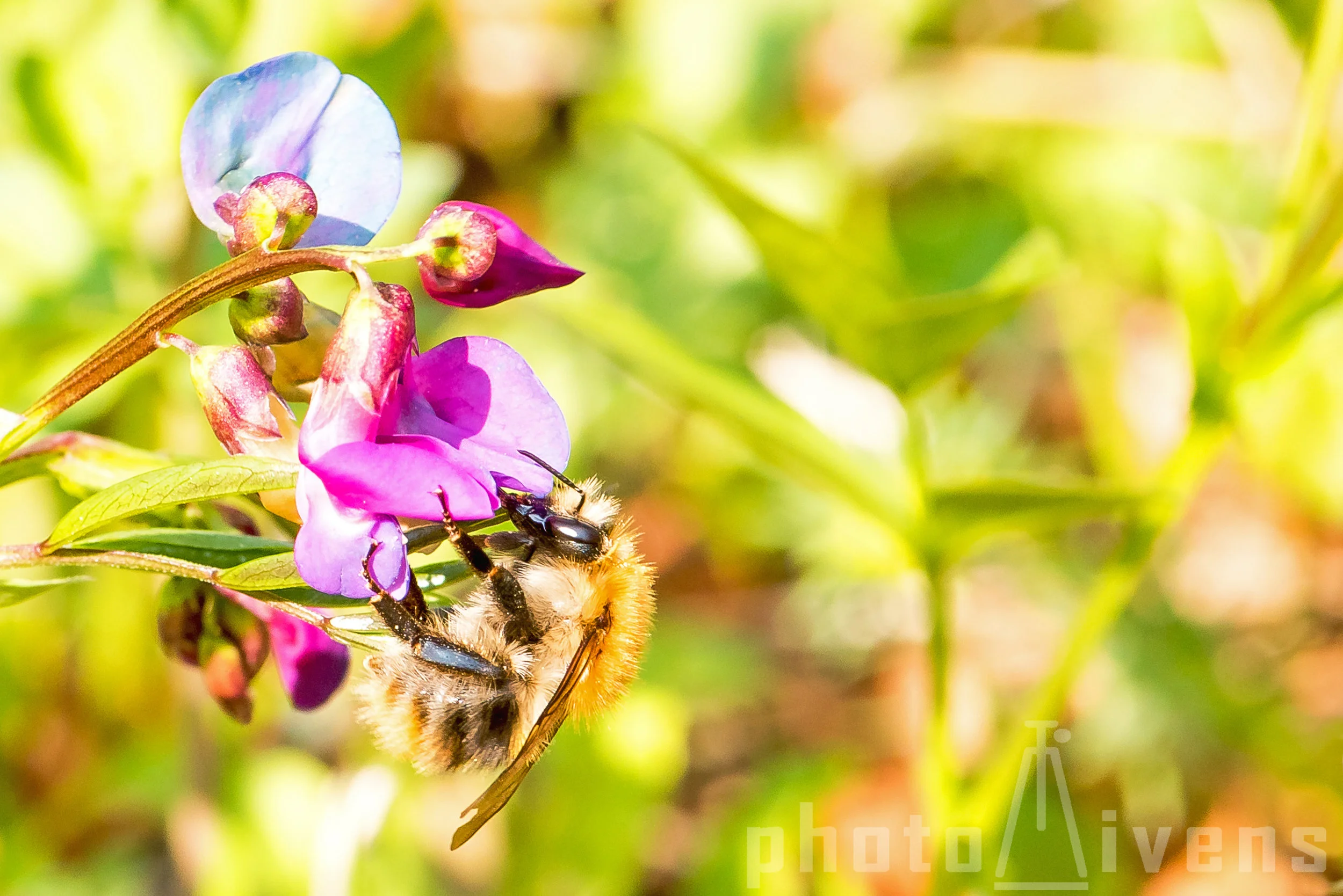 Ackerhummel+Platterbse_02.jpg