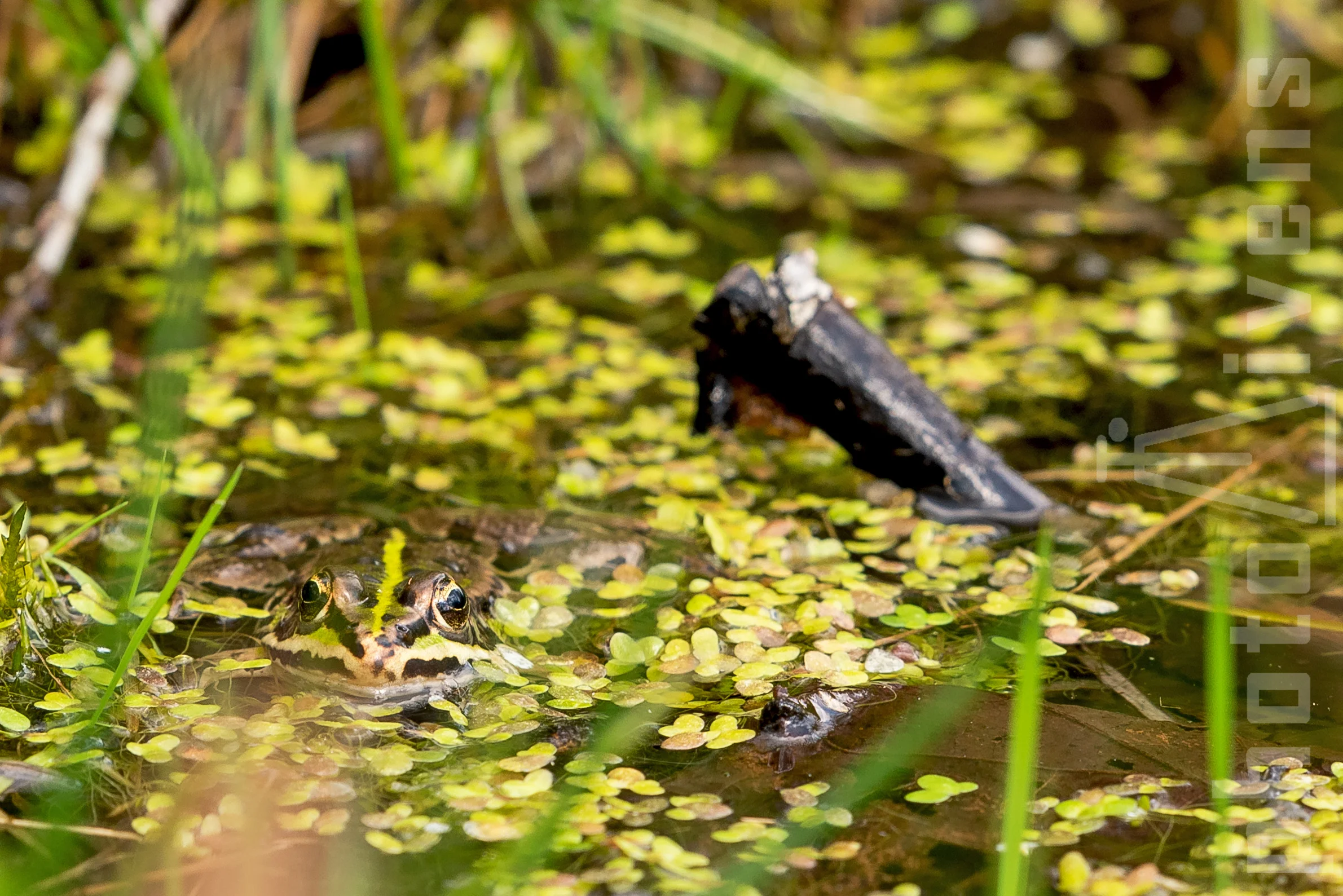 Teichfrosch Pelophylax esculentus-1826_03.jpg